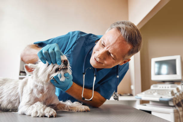 Best 24-Hour Emergency Dentist in East Harwich, MA